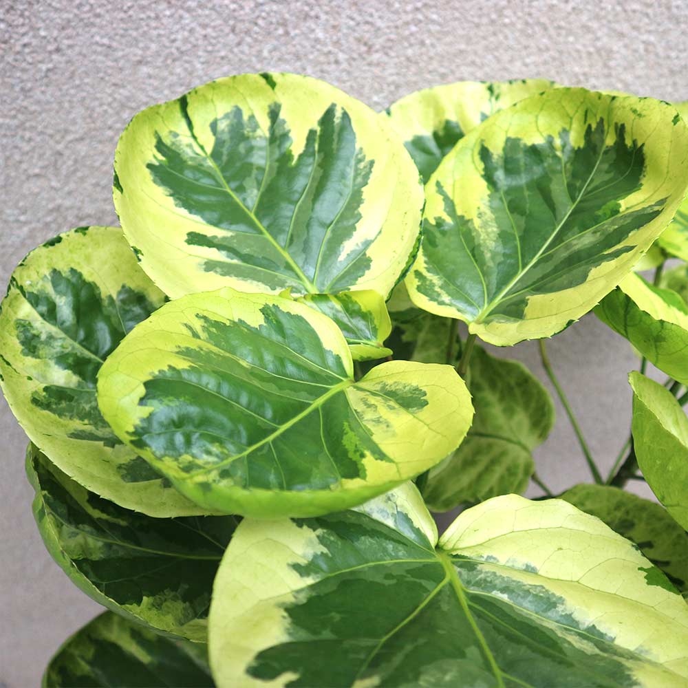 観葉植物 ポリシャス・フリスビー・煌(きらめき)【観葉植物 8号