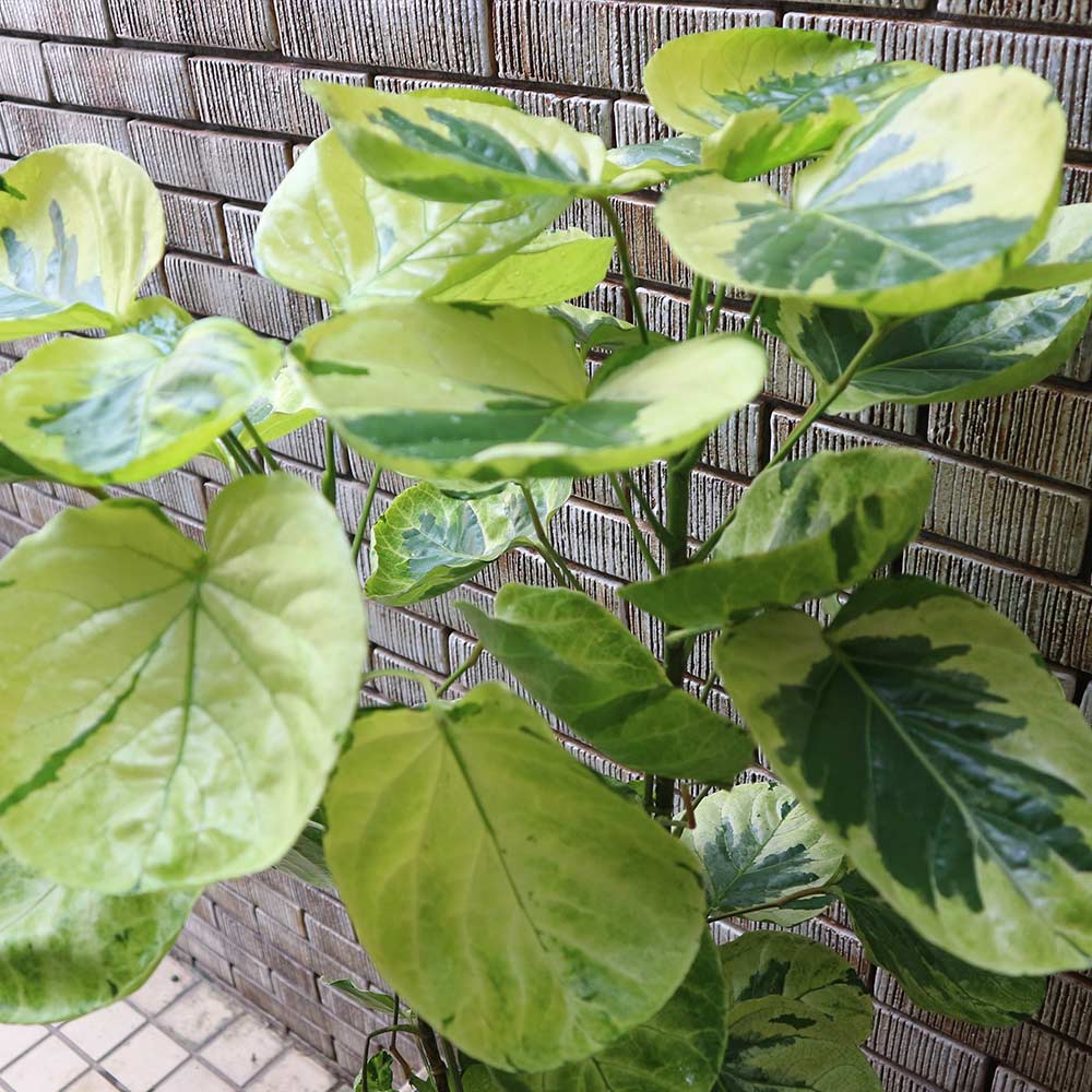 観葉植物 ポリシャス・フリスビー・煌(きらめき)【観葉植物 8号 
