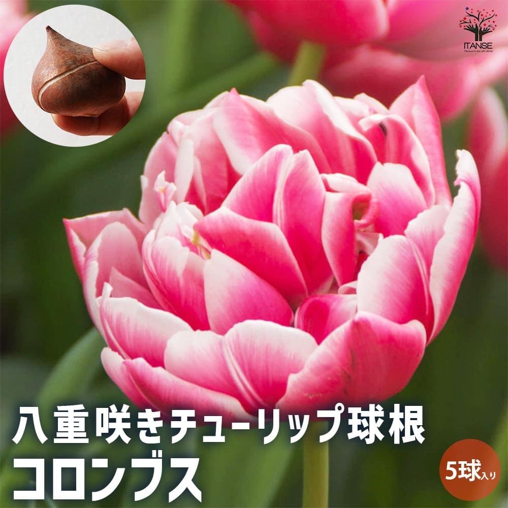 球根 八重咲きチューリップ コロンブス 【花球根 5球／1個売り】