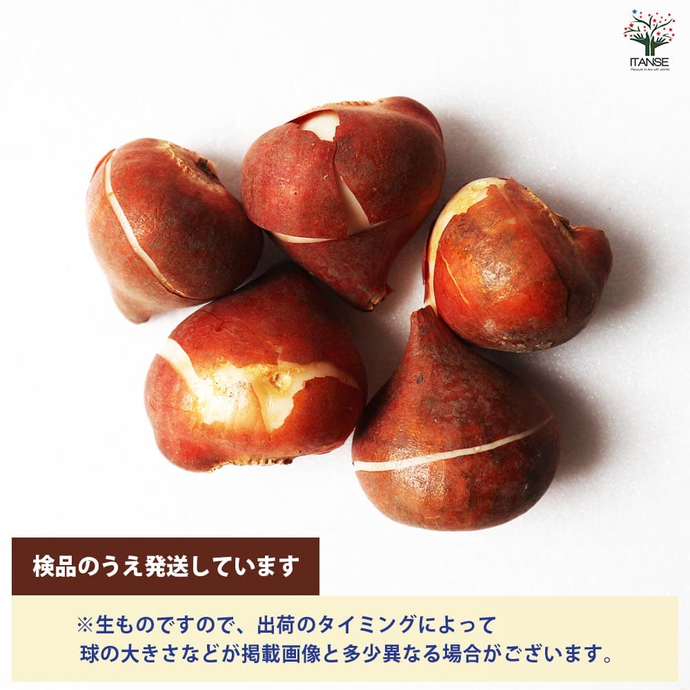 球根 八重咲きチューリップ コロンブス 【花球根 5球／1個売り】