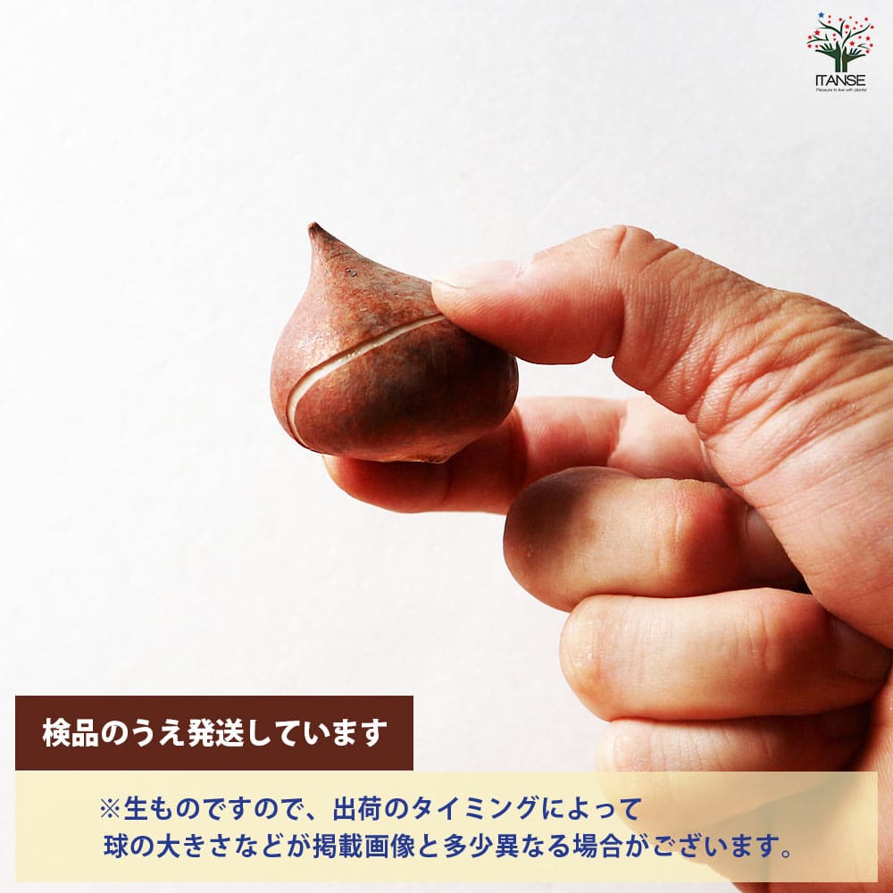 球根 八重咲きチューリップ コロンブス 【花球根 5球／1個売り】