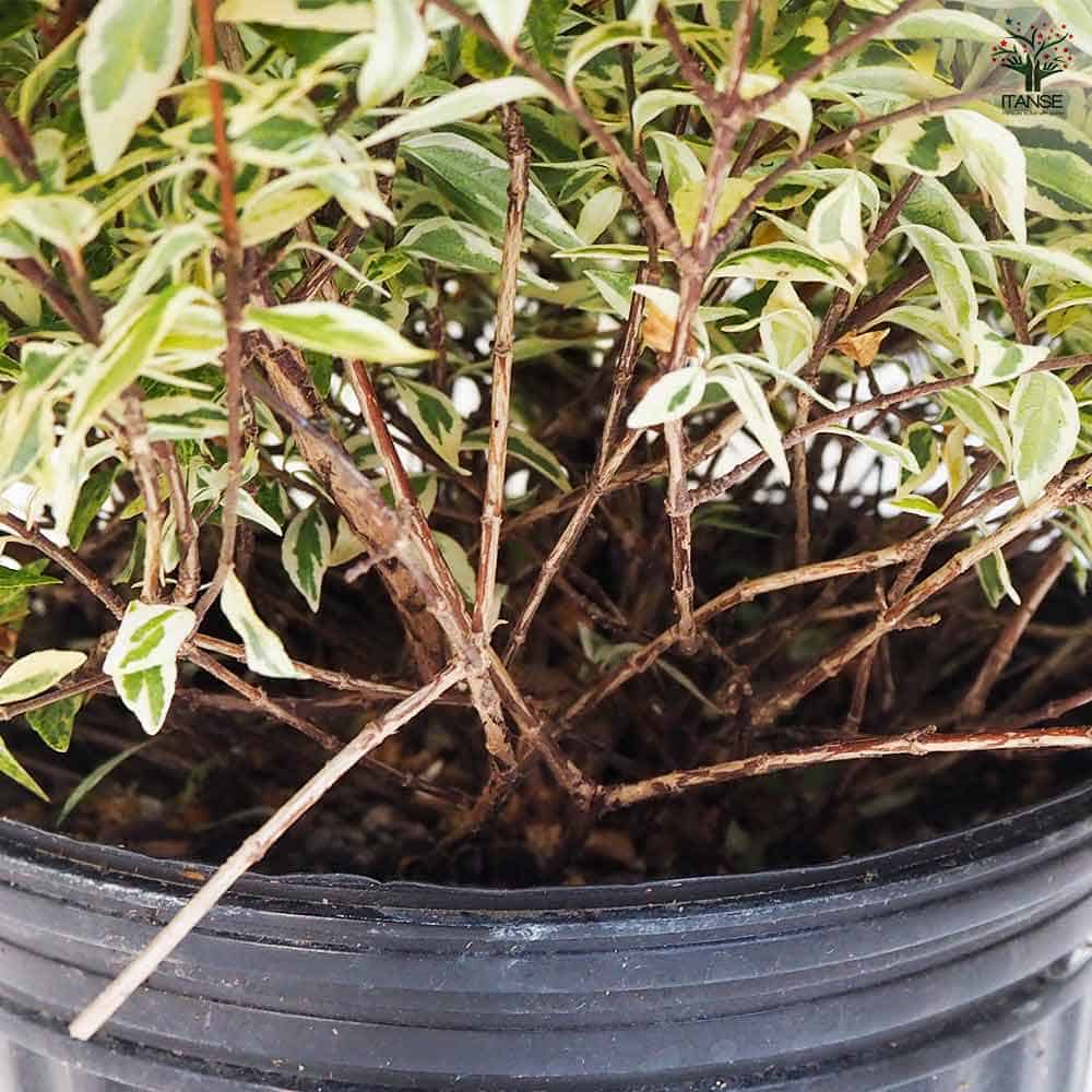 アベリア コンフェッティ 花木苗 7号 1個売り 植物の 全品送料無料・即出荷