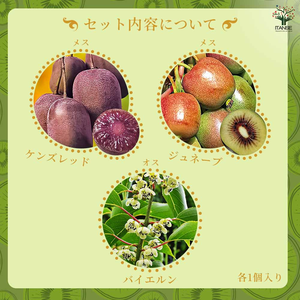 赤実キウイ 果実の中心が紅色に熟す キウイフルーツ 雌苗木 赤実キウイ 果実の中心が紅色に熟す キウイフルーツ 雌苗木