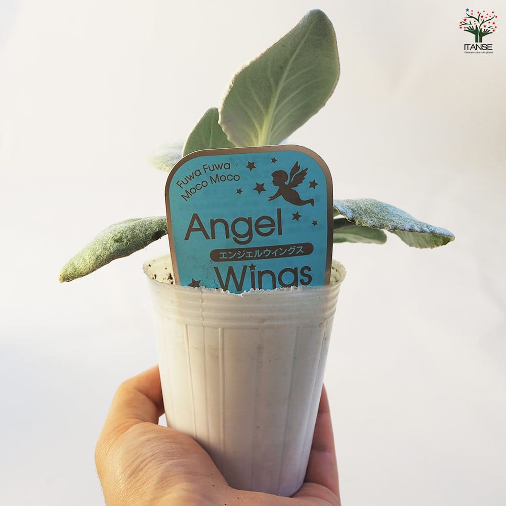 多肉植物　寄せ植え（エンジェル.ウイング鉢♪プードル付き） ホワイト×シルバーの上品なウィンター寄せ植え作ったよ☆ | EL's