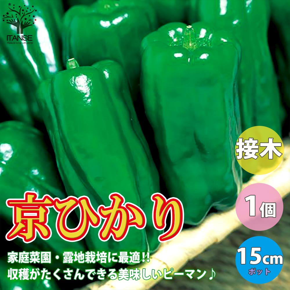 市場 送料無料 露地栽培 2個セット ハウス栽培 9cmポット自根苗 秋ピーマン ピーマン苗 野菜苗 ぴーまん苗