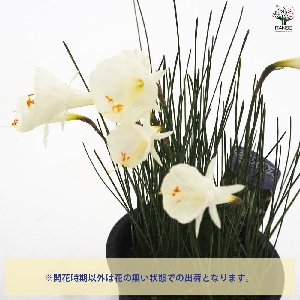 原種水仙 モノフィラス 【花苗 4号】｜ 【植物のITANSE