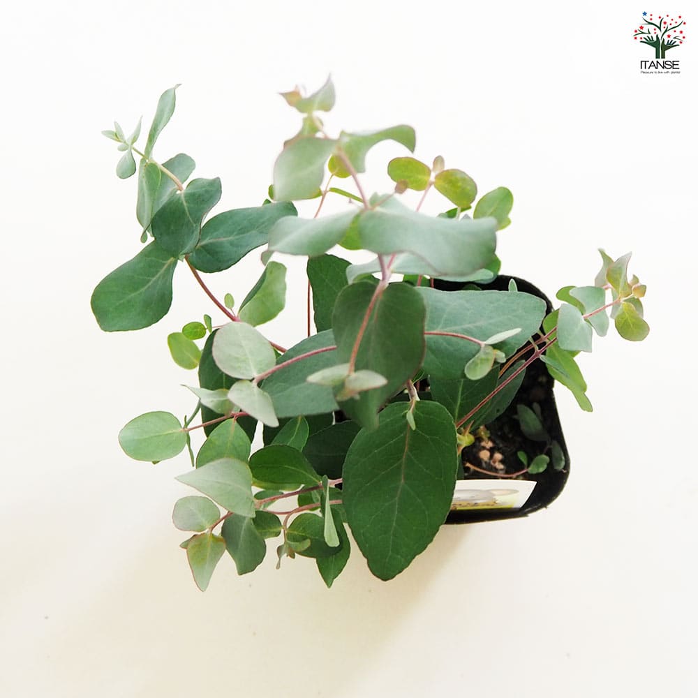 ユーカリ ゴニオカリックス 【花木苗 3号】｜ 【植物のITANSE