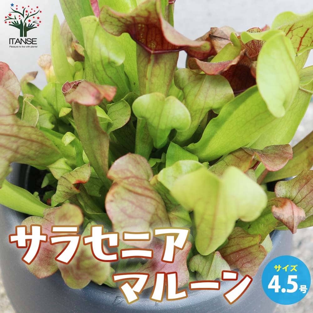 サラセニア マルーン 【花苗 4.5号／1個売り】