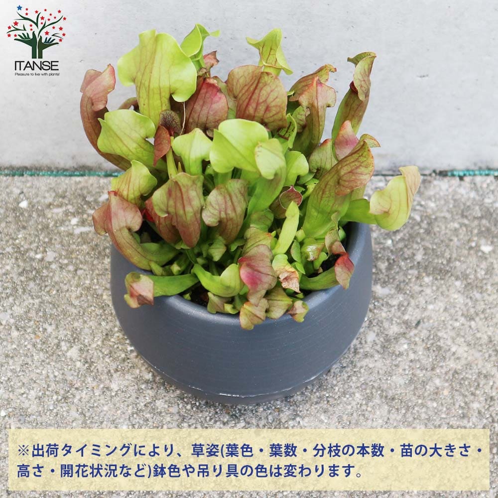 サラセニア マルーン 【花苗 4.5号／1個売り】