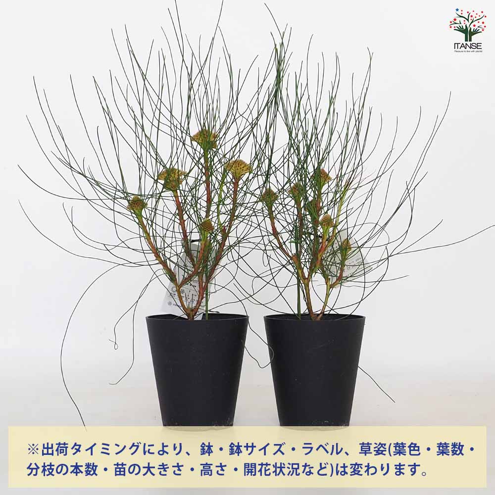 ペトロフィル エリシフォリア 【花木苗 5号／1個売り】｜ 【植物の