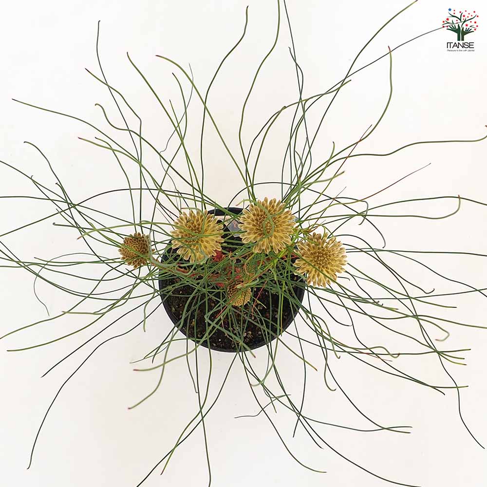 ペトロフィル エリシフォリア 【花木苗 5号／1個売り】｜ 【植物の