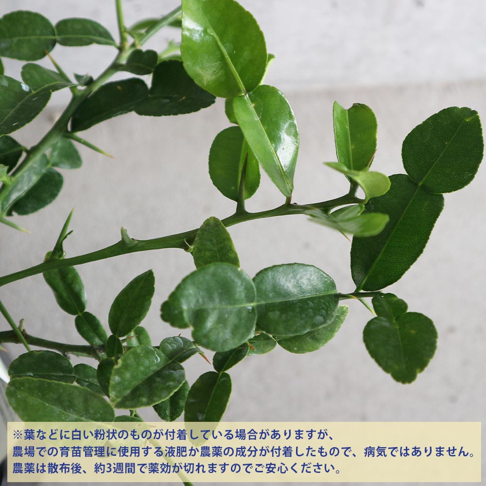 コブミカンの苗木【果樹 2年生挿し木苗 6号角鉢大苗／1個】｜ 【植物の