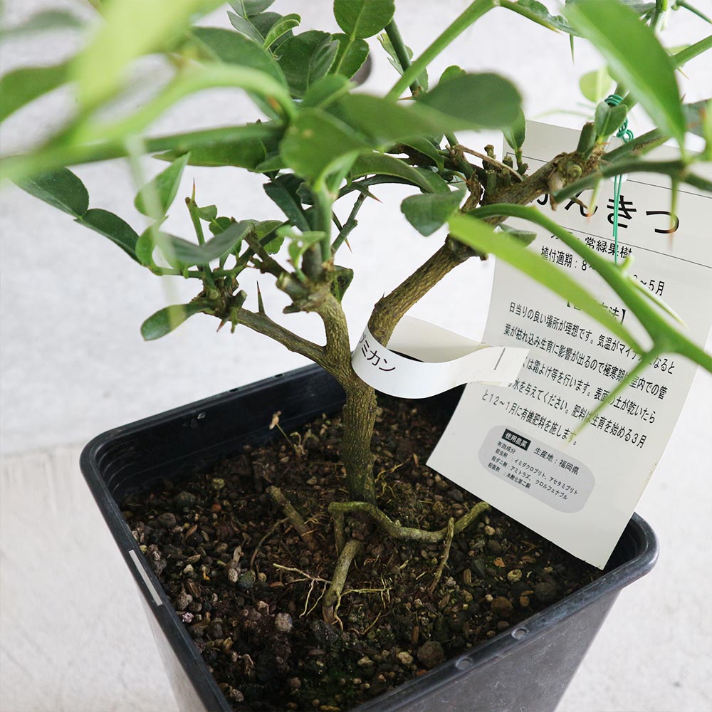 コブミカンの苗木【果樹 2年生挿し木苗 6号角鉢大苗／1個】｜ 【植物の