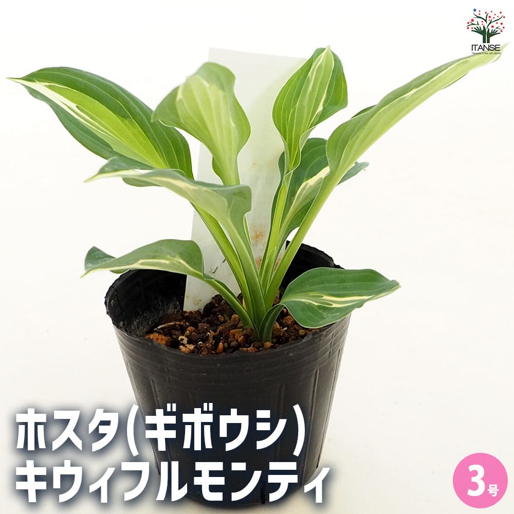 ホスタ(ギボウシ) キウィフルモンティ 【花苗 3号】｜ 【植物の