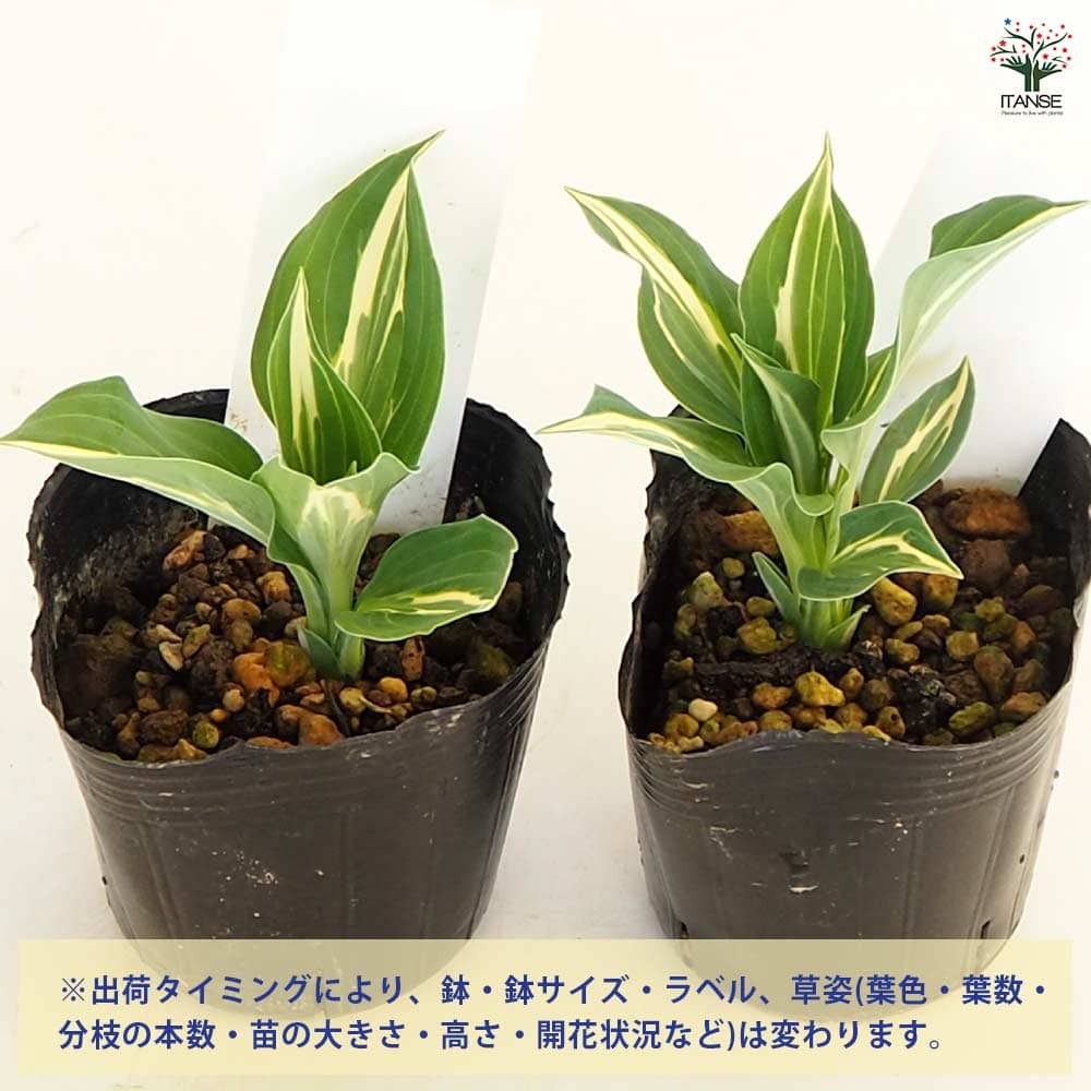 ホスタ(ギボウシ) キウィフルモンティ 【花苗 3号】｜ 【植物の