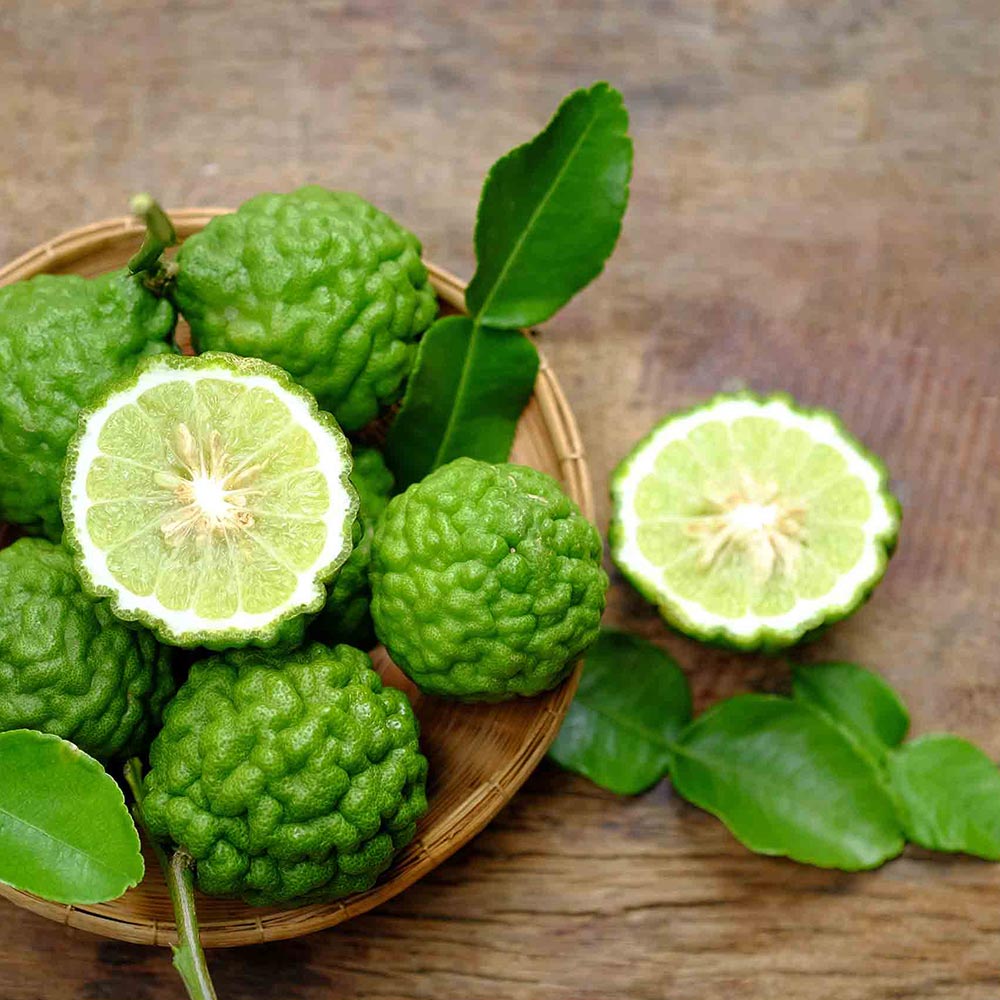 コブミカンの苗木【果樹 2年生挿し木苗 6号角鉢大苗／1個】｜ 【植物の