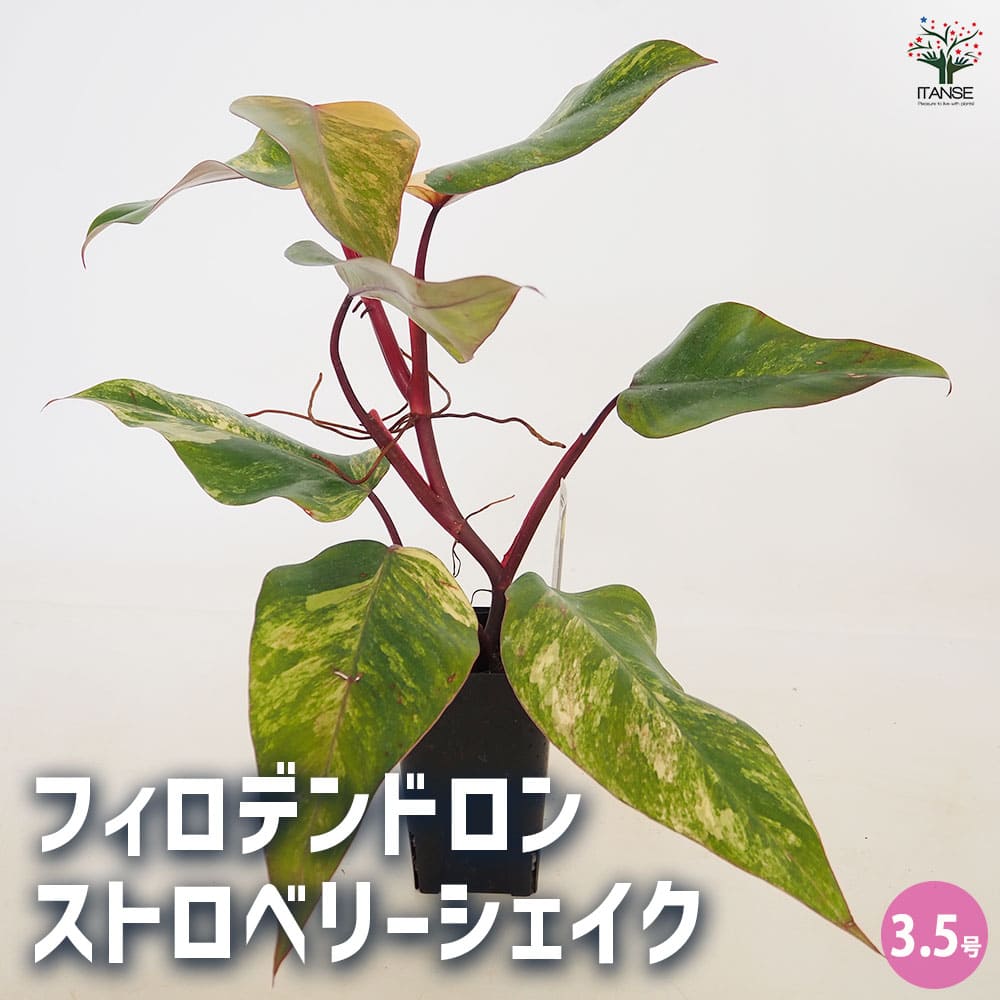 フィロデンドロン ストロベリーシェイク 【観葉植物 3.5号／1個売り