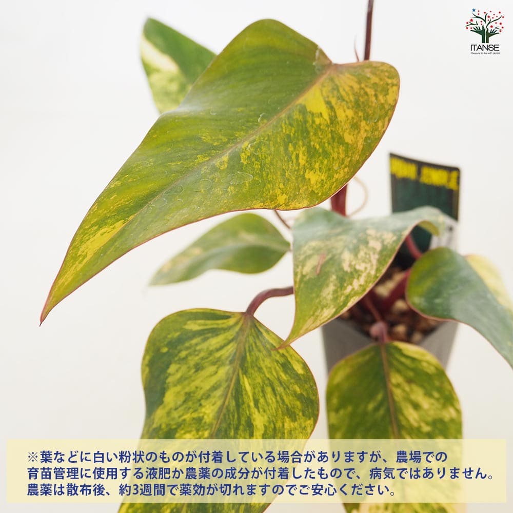 フィロデンドロン ストロベリーシェイク 【観葉植物 3.5号／1個売り