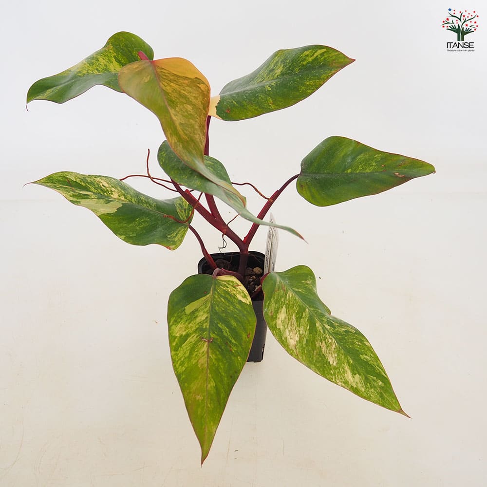 フィロデンドロン ストロベリーシェイク 【観葉植物 3.5号／1個売り