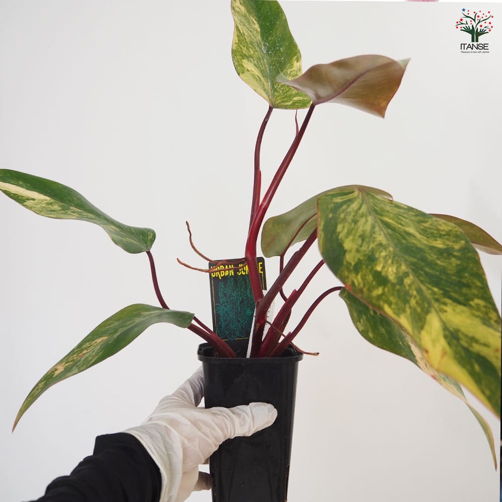 フィロデンドロン ストロベリーシェイク 【観葉植物 3.5号／1個売り