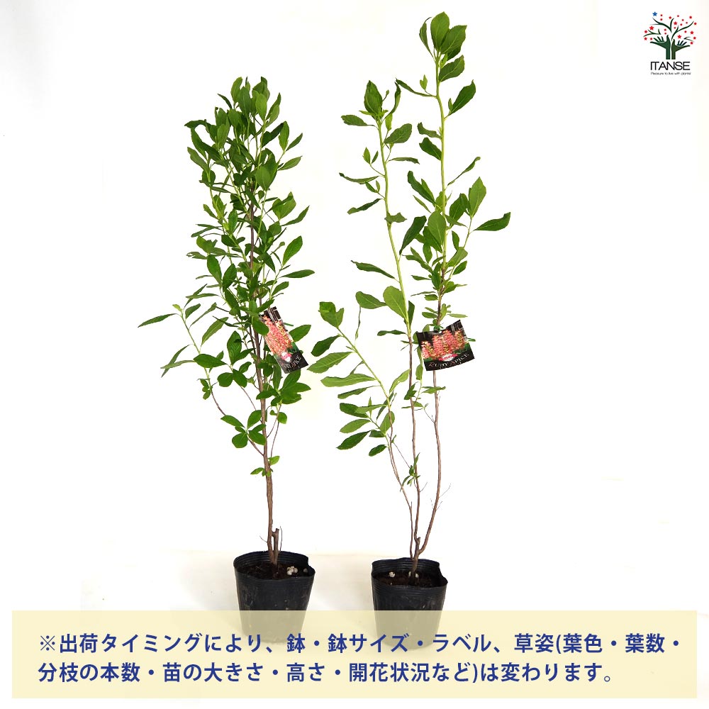 アメリカリョウブ ルビースパイス 【花木苗 4.5号／1個売り】｜ 【植物