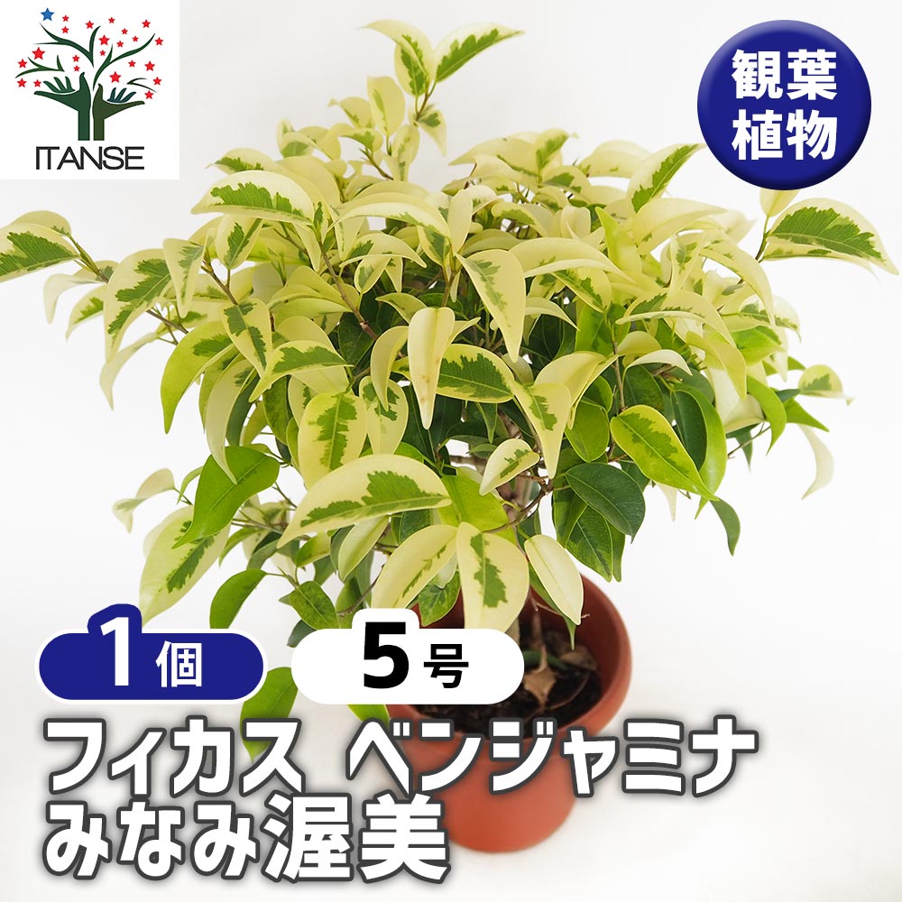 フィカス ベンジャミナ みなみ渥美 【観葉植物 5号／1個売り