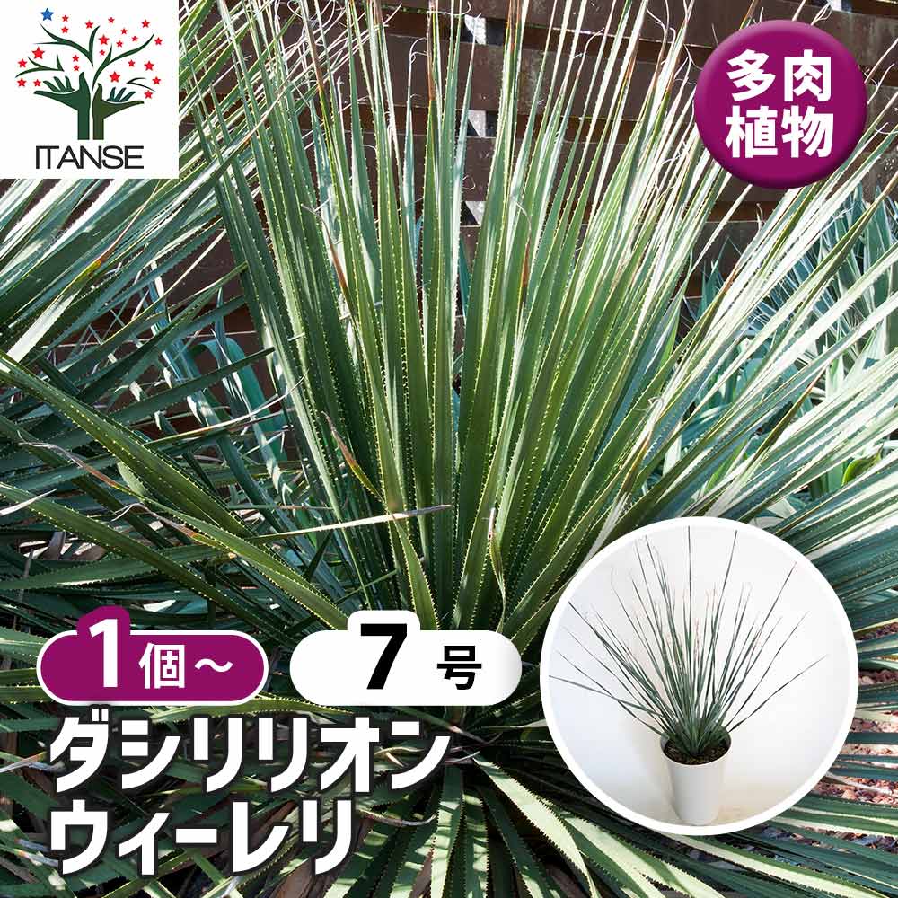 ダシリリオン ウィーレリ 【多肉植物 7号／1個売り】｜ 【植物の