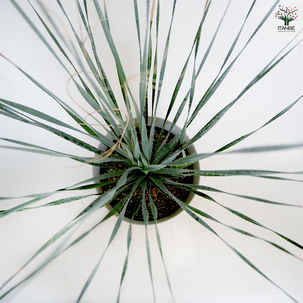 ダシリリオン ウィーレリー 極太 埼玉 引取限定 ダシリリオン ウィーレリ 【多肉植物 6号】｜ 【植物の