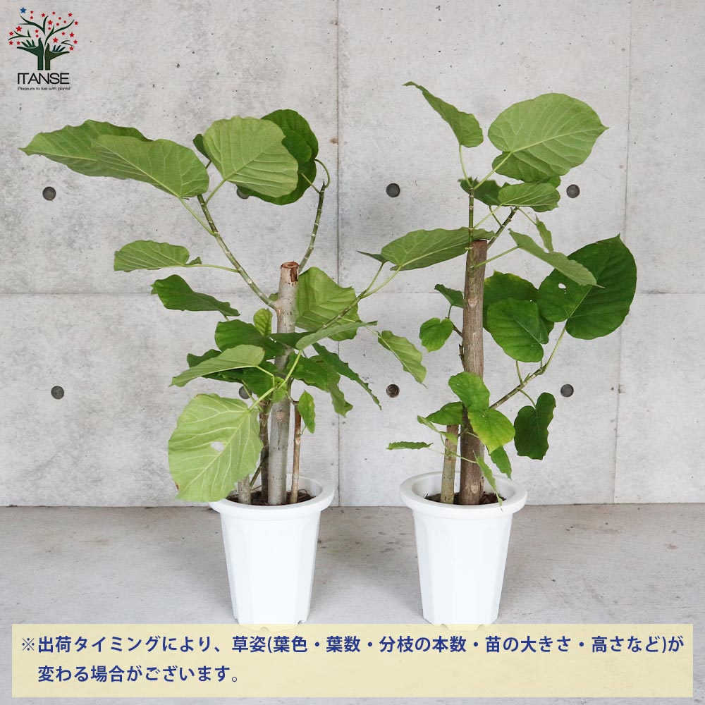 フィカス ウンベラータ ゴムの木の仲間 【観葉植物 7号プラスチック鉢