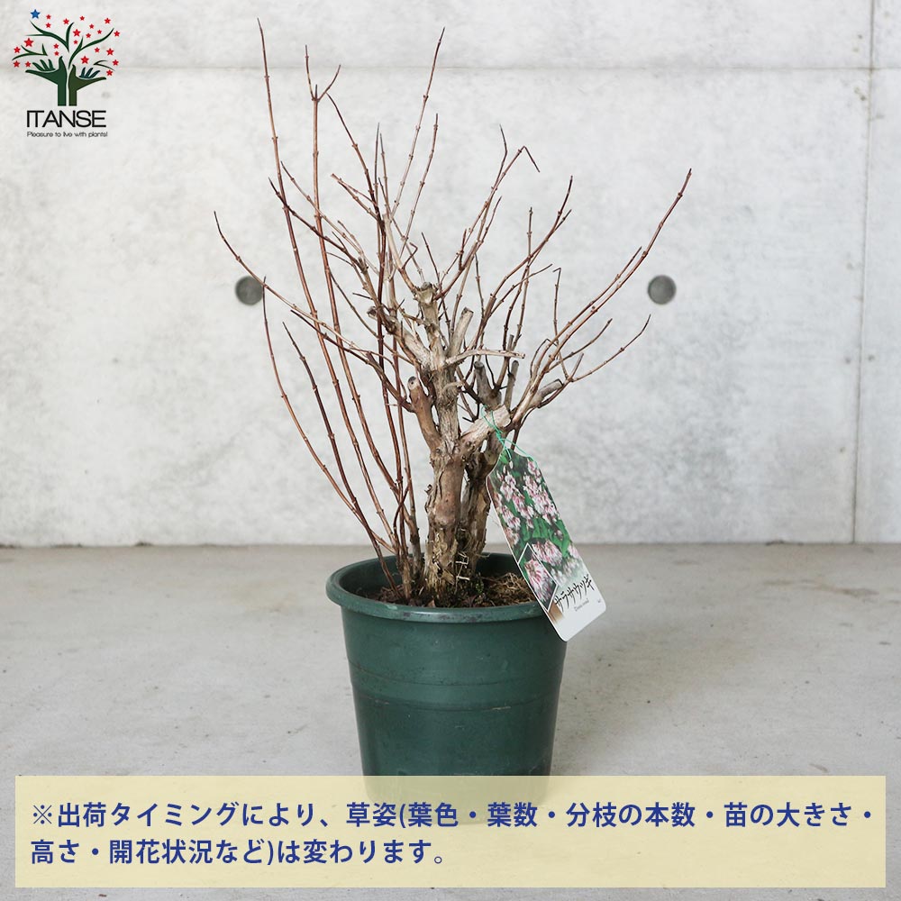 更紗ウツギ (サラサウツギ) 【庭木 5号鉢／1個売り】｜ 【植物の