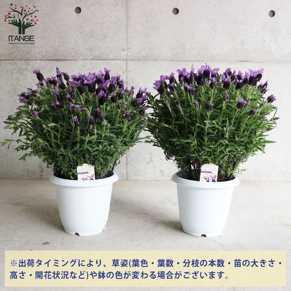 フレンチラベンダー ツインサマー【ハーブの苗7号鉢／1個売り