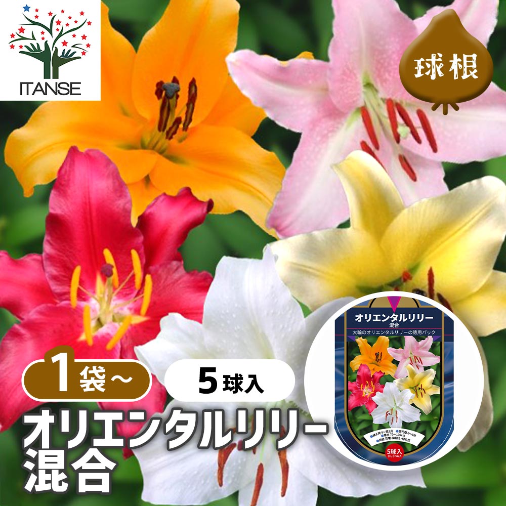オリエンタルリリー 混合