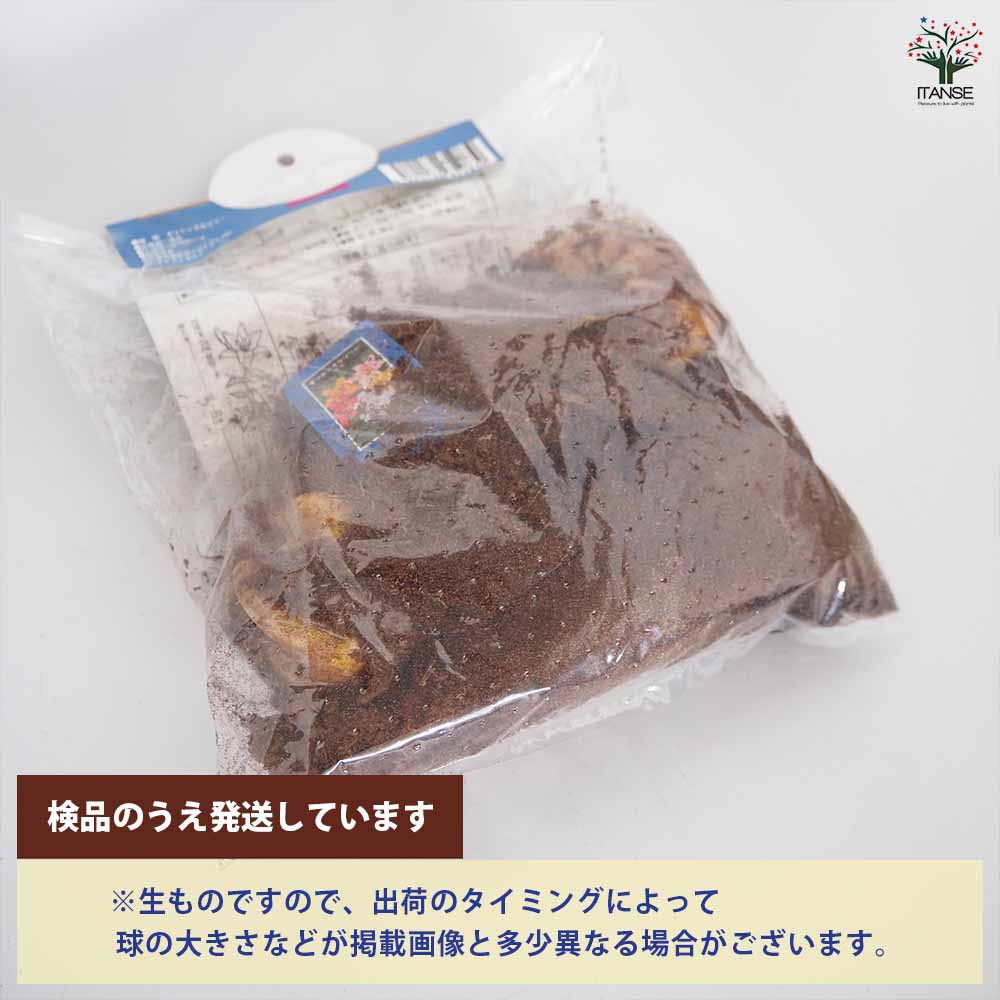 花球根 オリエンタルリリー 混合 【花球根 5球】