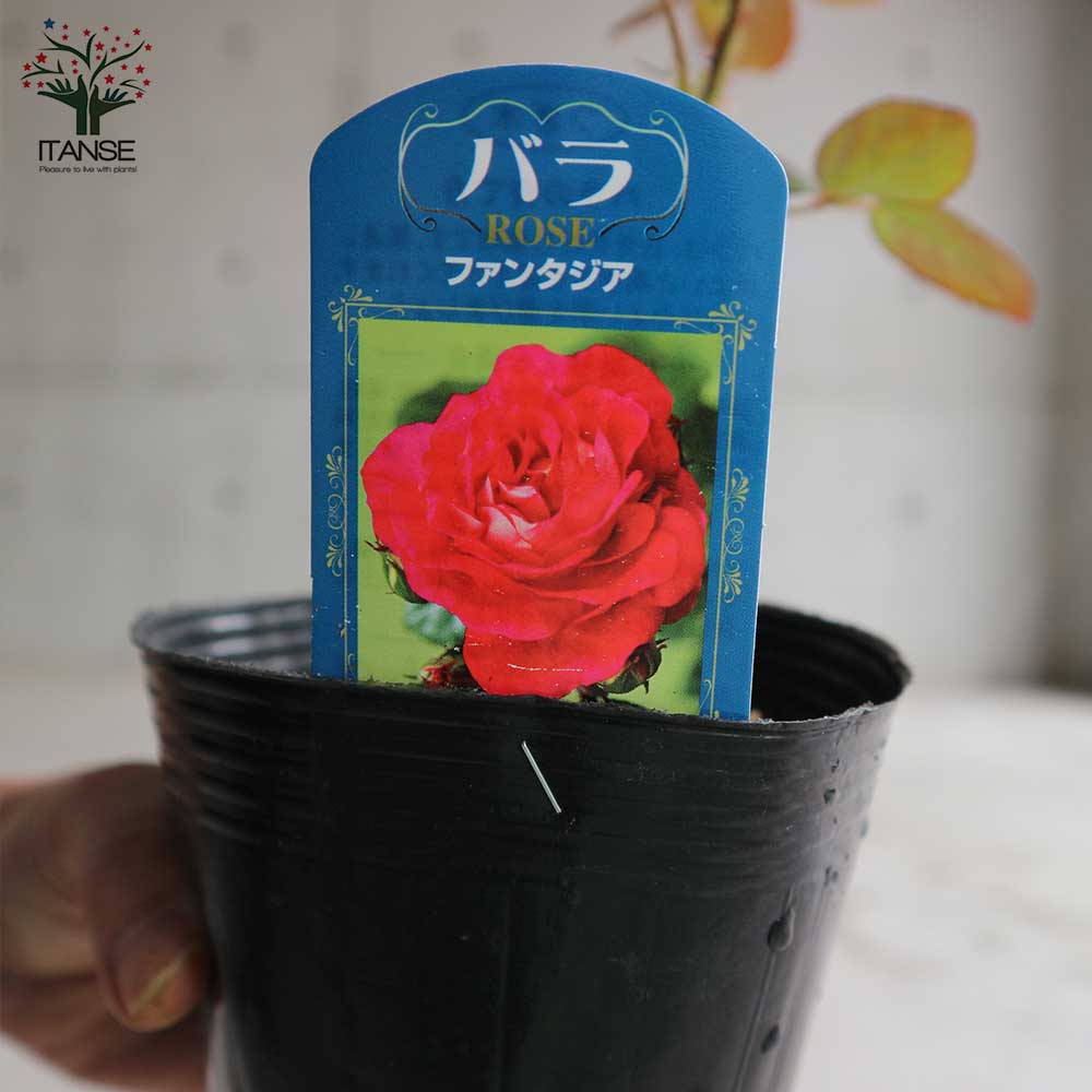 ローズ＊様　1223 ボトムス 1223 仮面ライダー＞MASKED RIDER ZX/仮面ライダーZX