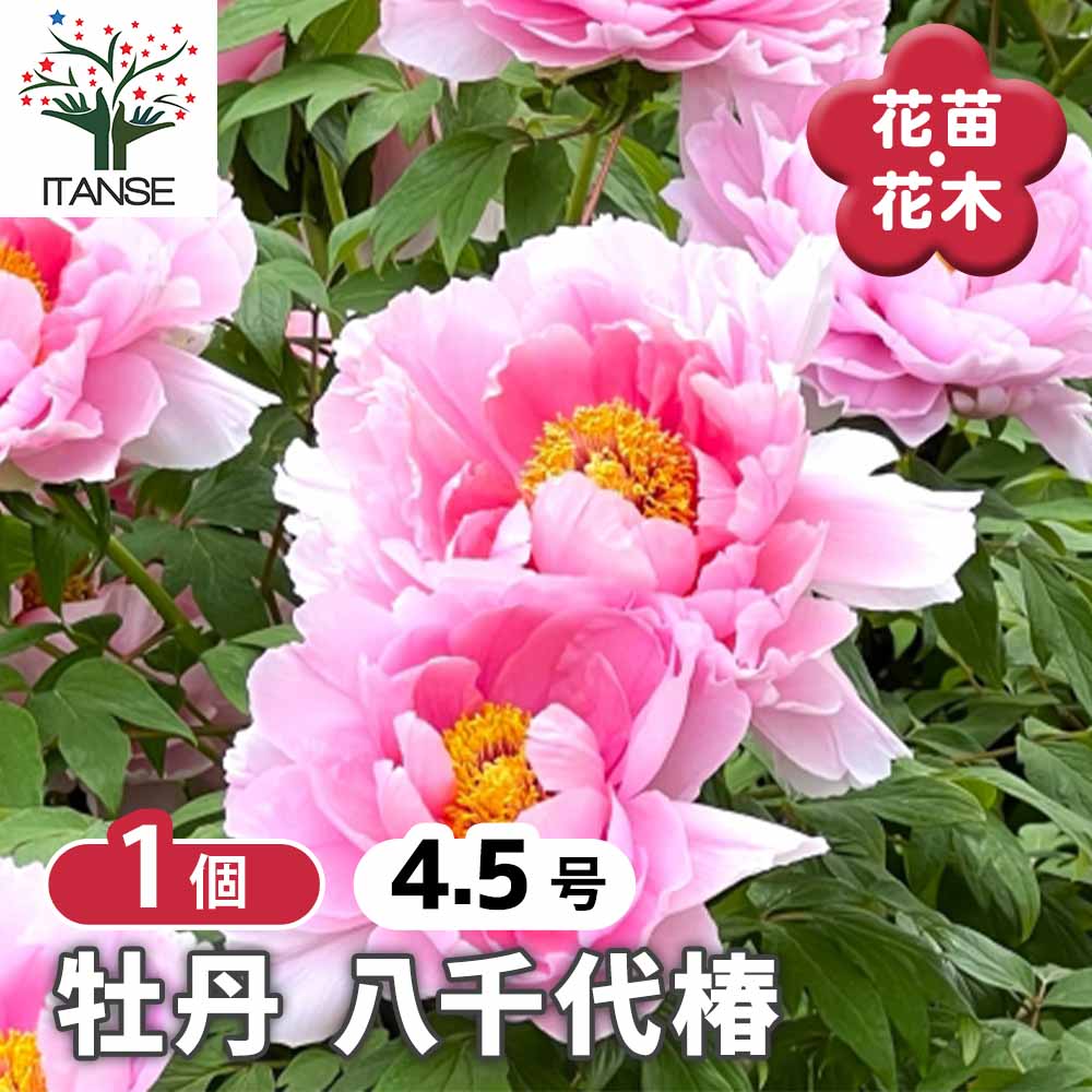 牡丹 八千代椿 【花木苗 4.5号／1個売り】｜ 【植物のITANSE