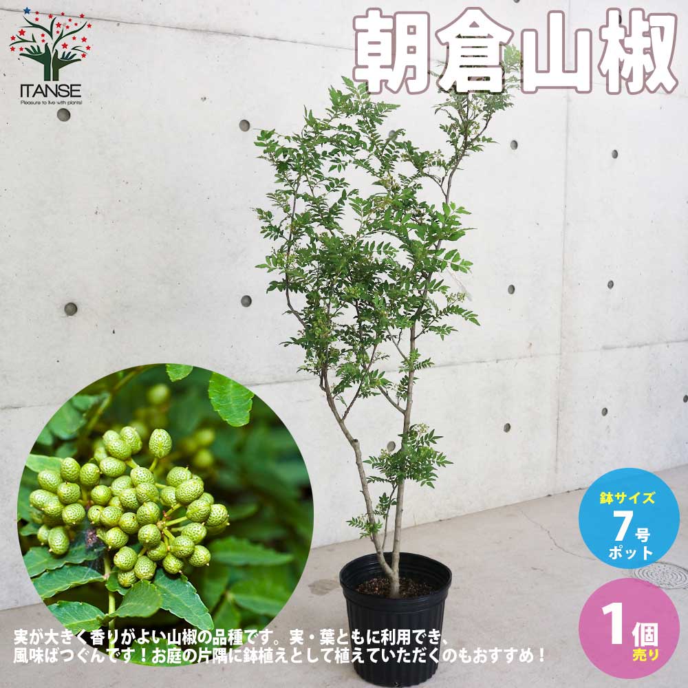実がなる‼️トゲなし‼️朝倉山椒　苗木　4株‼️ asakurasansyou-3.jpg
