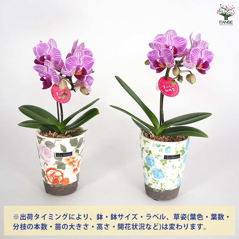 胡蝶蘭 ミディ リアンMIXヨーロピアン 【花苗 2.5号／1個売り