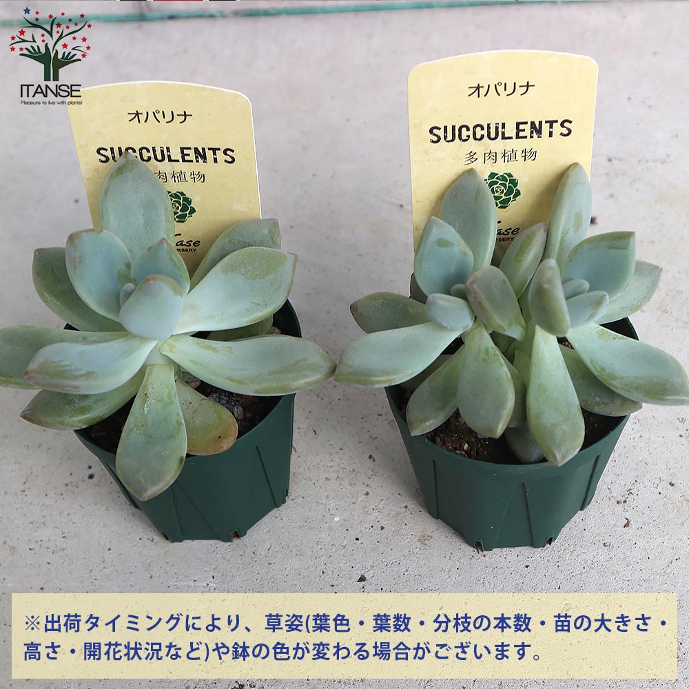 グラプトベリア・オパリナ【多肉植物 2.5号鉢／1個売り】｜ 【植物の
