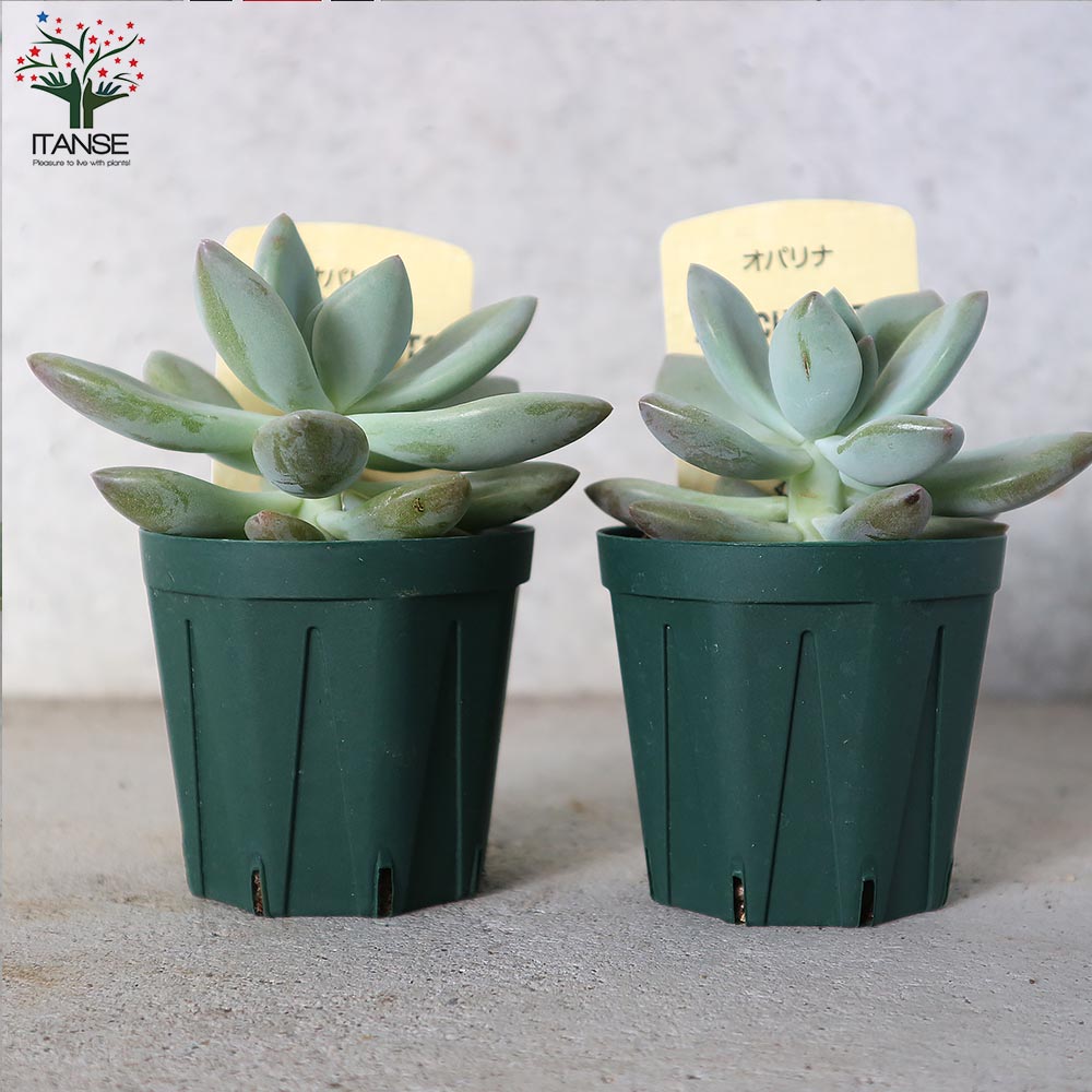 グラプトベリア・オパリナ【多肉植物 2.5号鉢／1個売り】｜ 【植物の