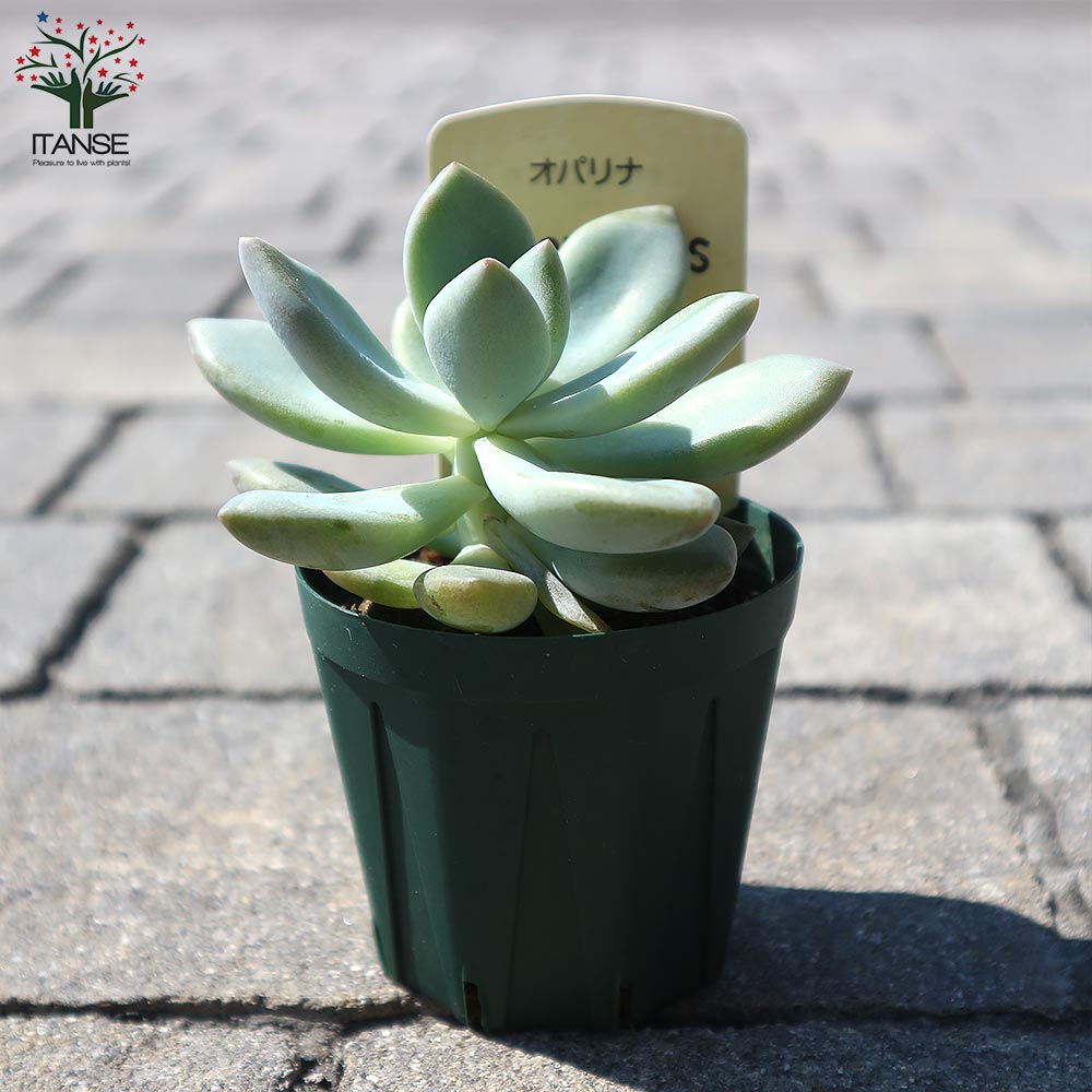 グラプトベリア・オパリナ【多肉植物 2.5号鉢／1個売り】｜ 【植物の