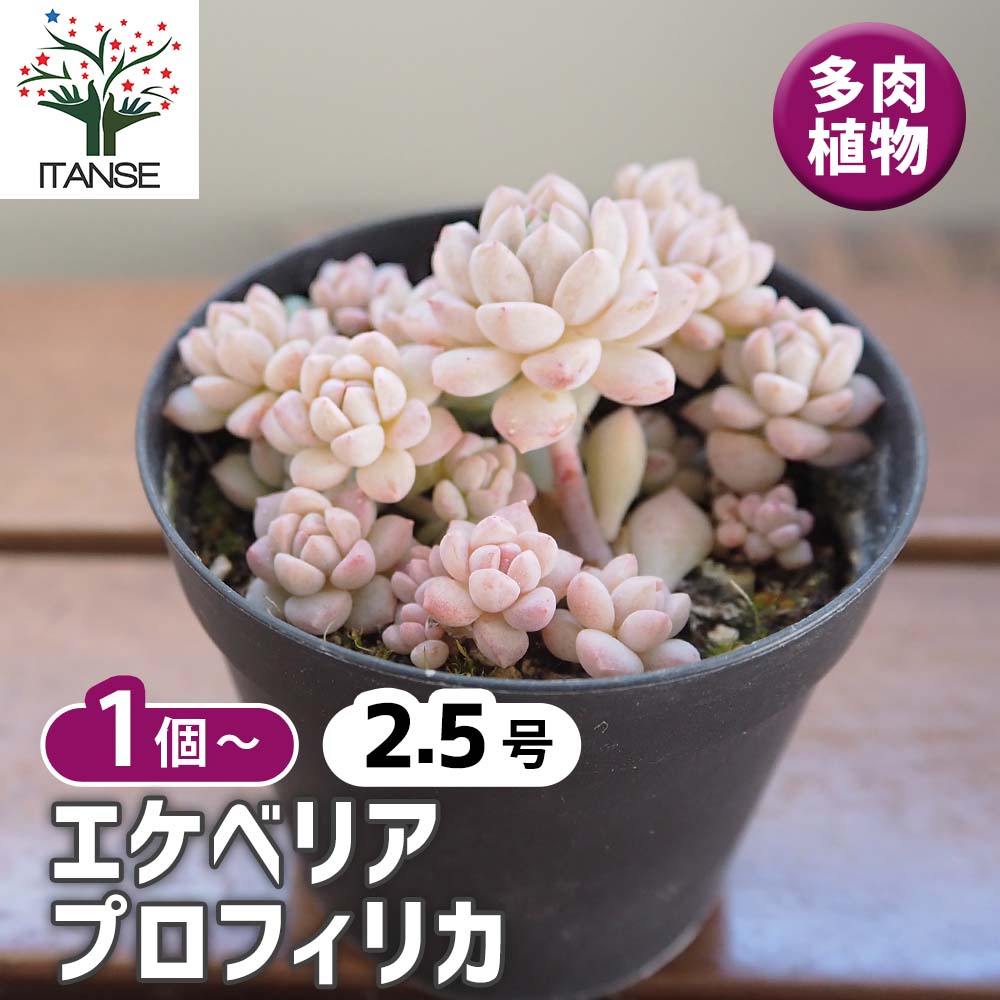 エケベリア プロリフィカ 【多肉植物 2.5号】｜ 【植物のITANSE