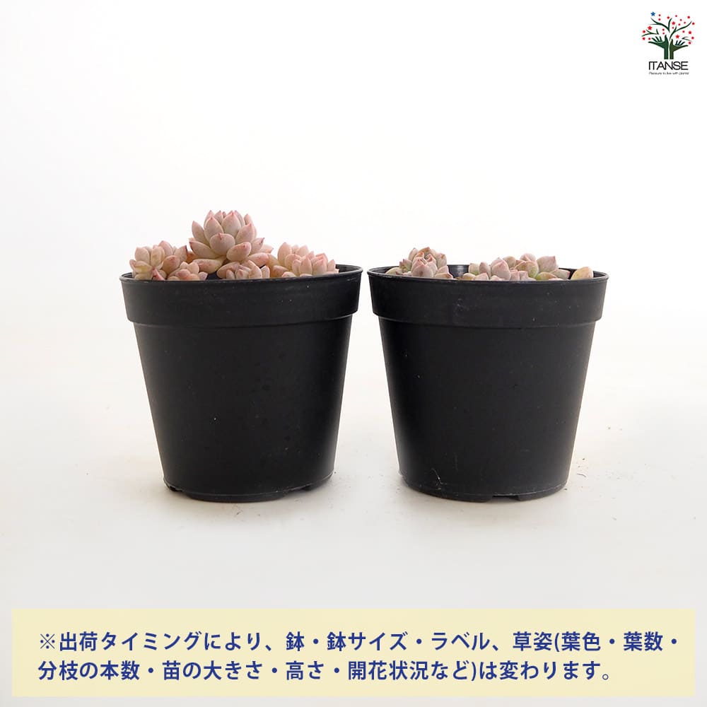 エケベリア プロリフィカ 【多肉植物 2.5号】｜ 【植物のITANSE