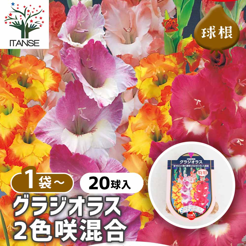 花球根 徳用グラジオラス 2色咲混合 【花球根 20球】｜ 【植物の