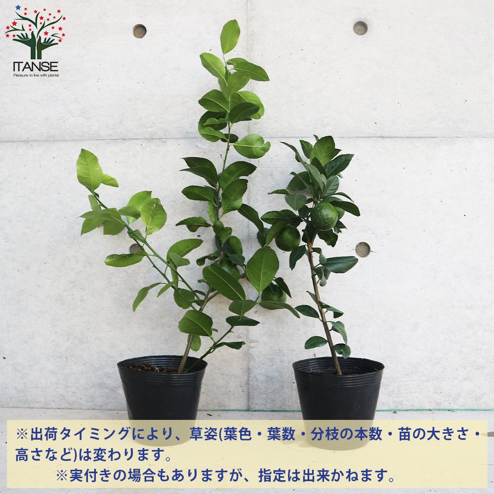 レモンの苗木 レモン スイートレモネード【果樹の苗木 5号 挿し木／1個