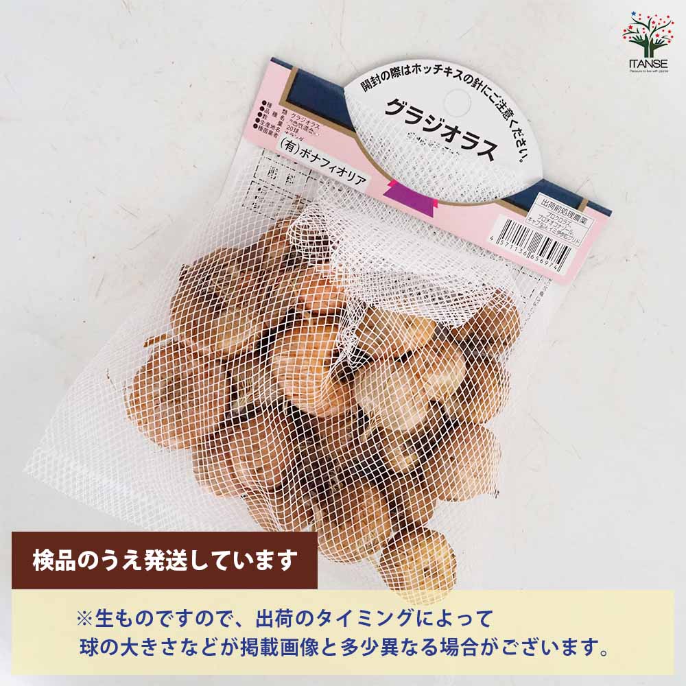 グラジオラス 混合 ミックス 20球 球根 まとめ売り 【公式通販】