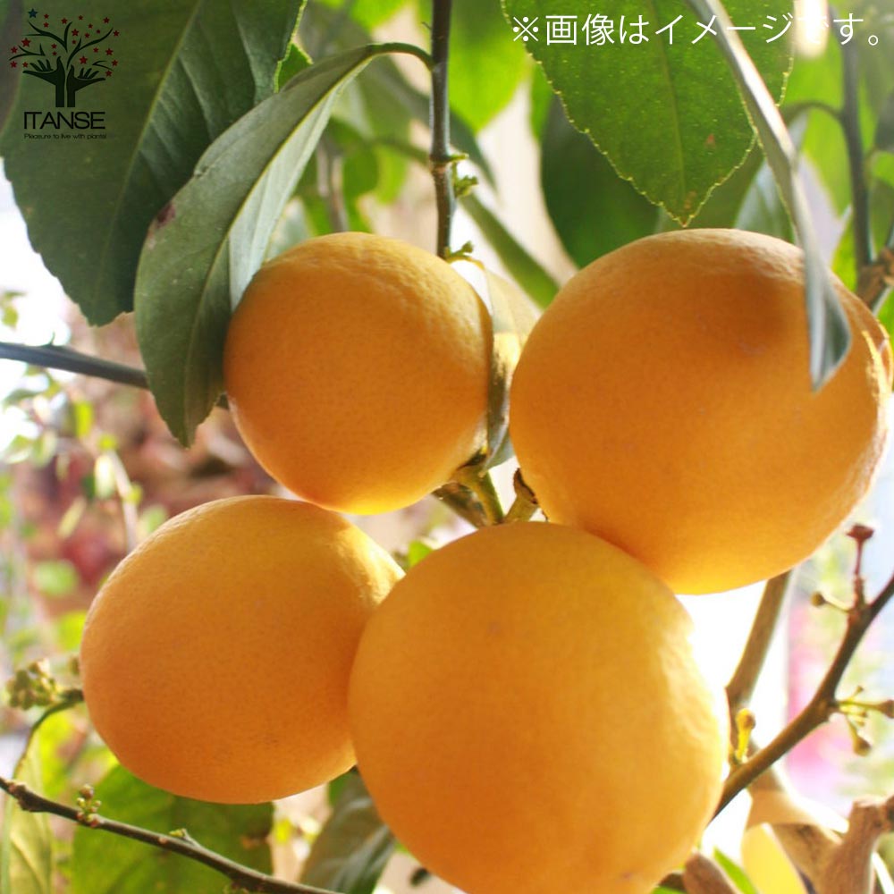 レモンの苗木 レモン スイートレモネード【果樹の苗木 5号 挿し木／1個