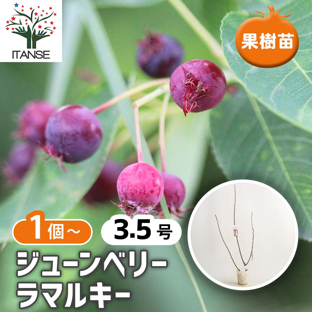 ジューンベリーの苗木 ラマルキー 【果樹の苗 3.5号】｜ 【植物の
