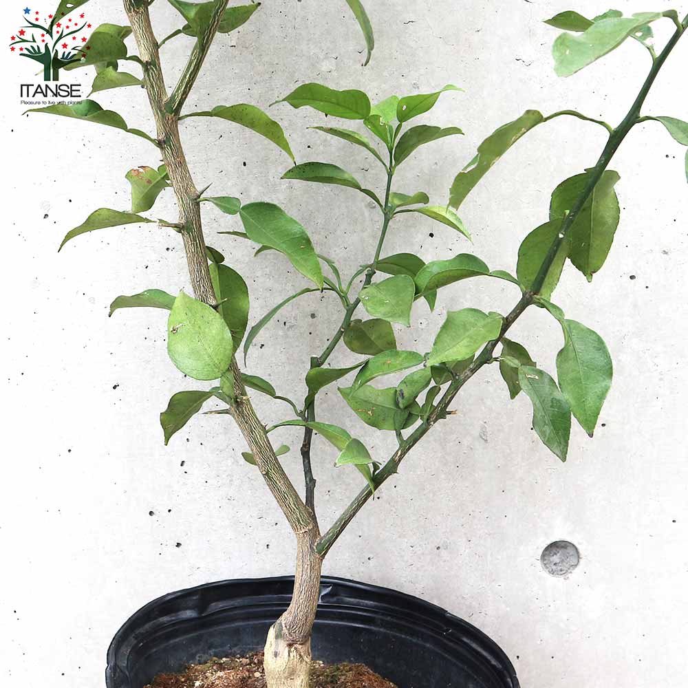 柑橘の苗 ジャバラ(邪払) 【果樹の苗木 8号ポット大苗 3年生 接木苗／1