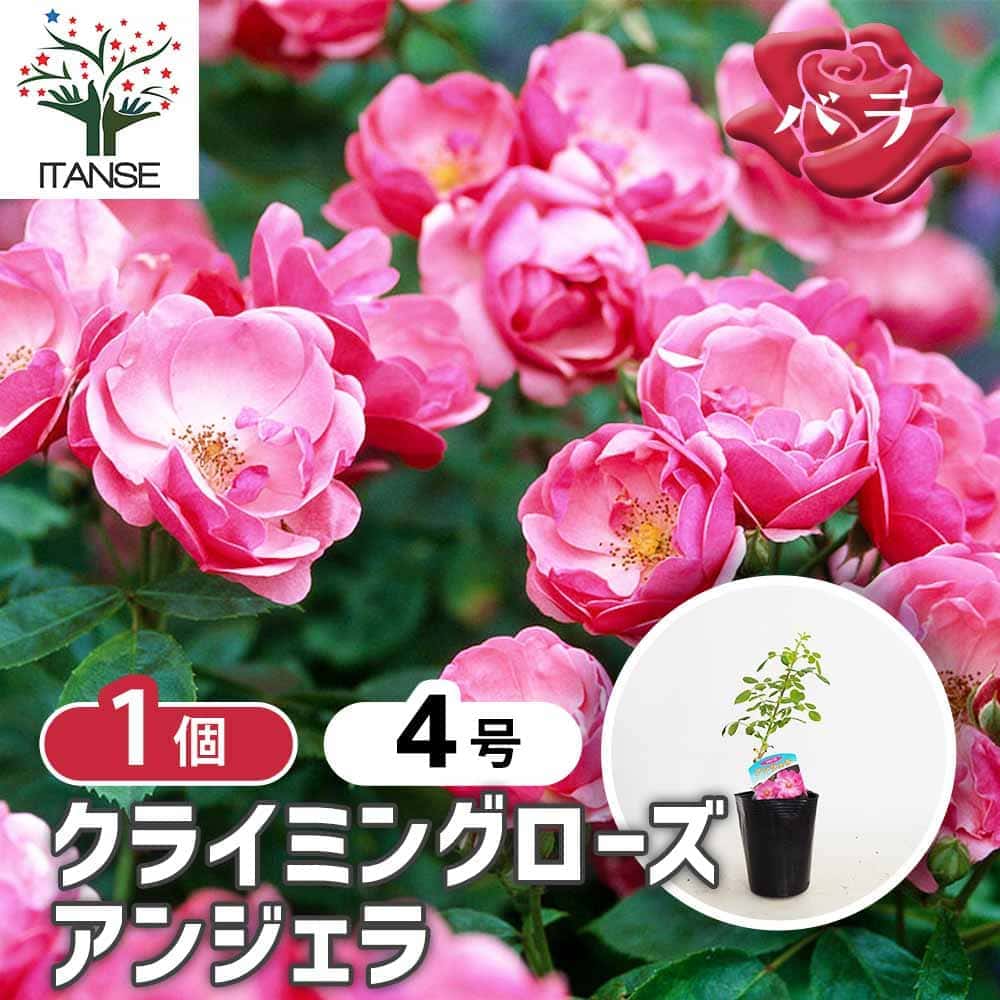 薔薇 アンジェラ 接木 【花木苗 4号／1個売り】｜ 【植物の