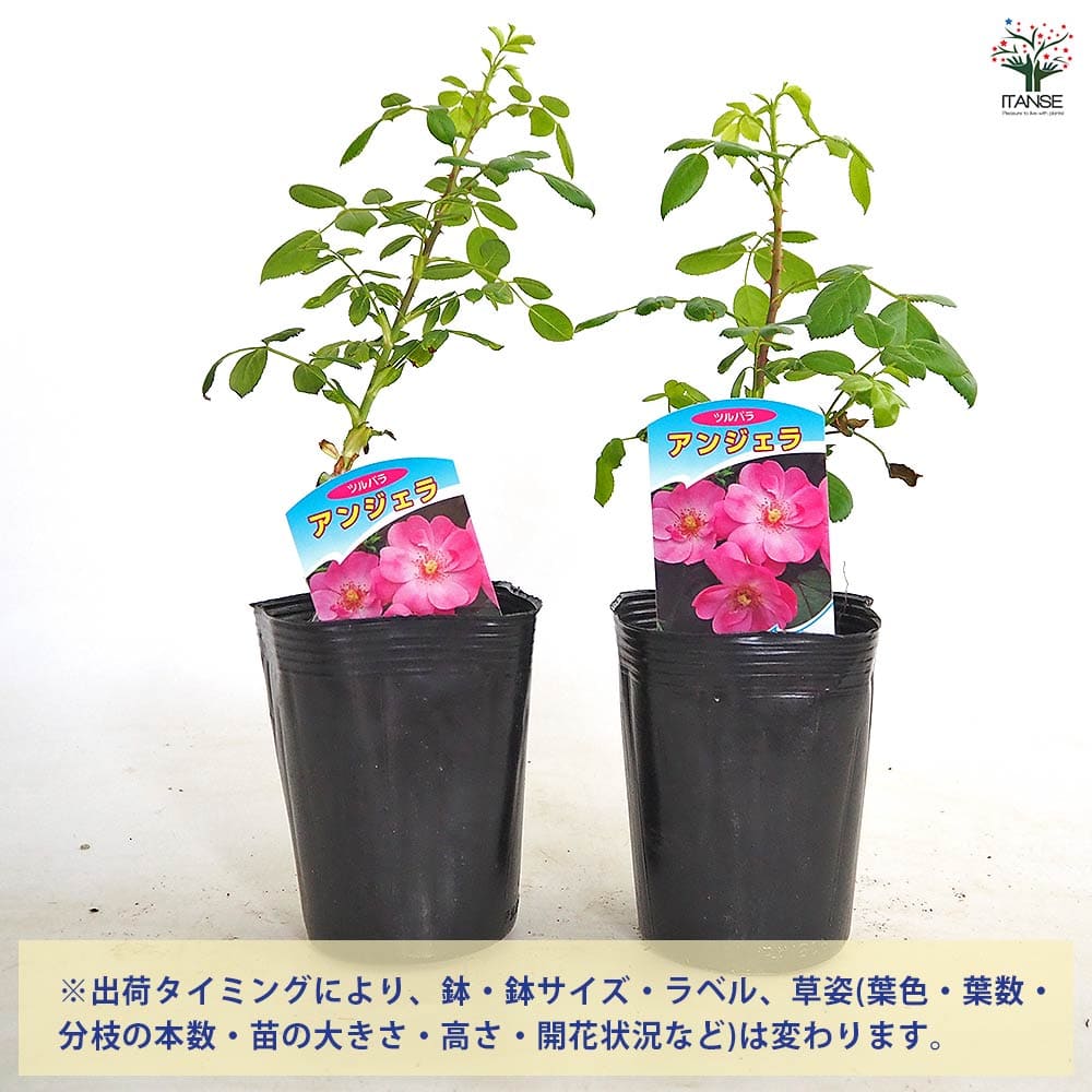 薔薇 アンジェラ 接木 【花木苗 4号／1個売り】｜ 【植物の